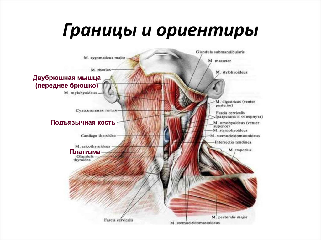 Шея топографическая анатомия спереди. Анатомическое строение шеи сбоку. Строение шеи человека спереди. Строение мышц шеи спереди.